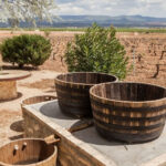 Historia del vino en España